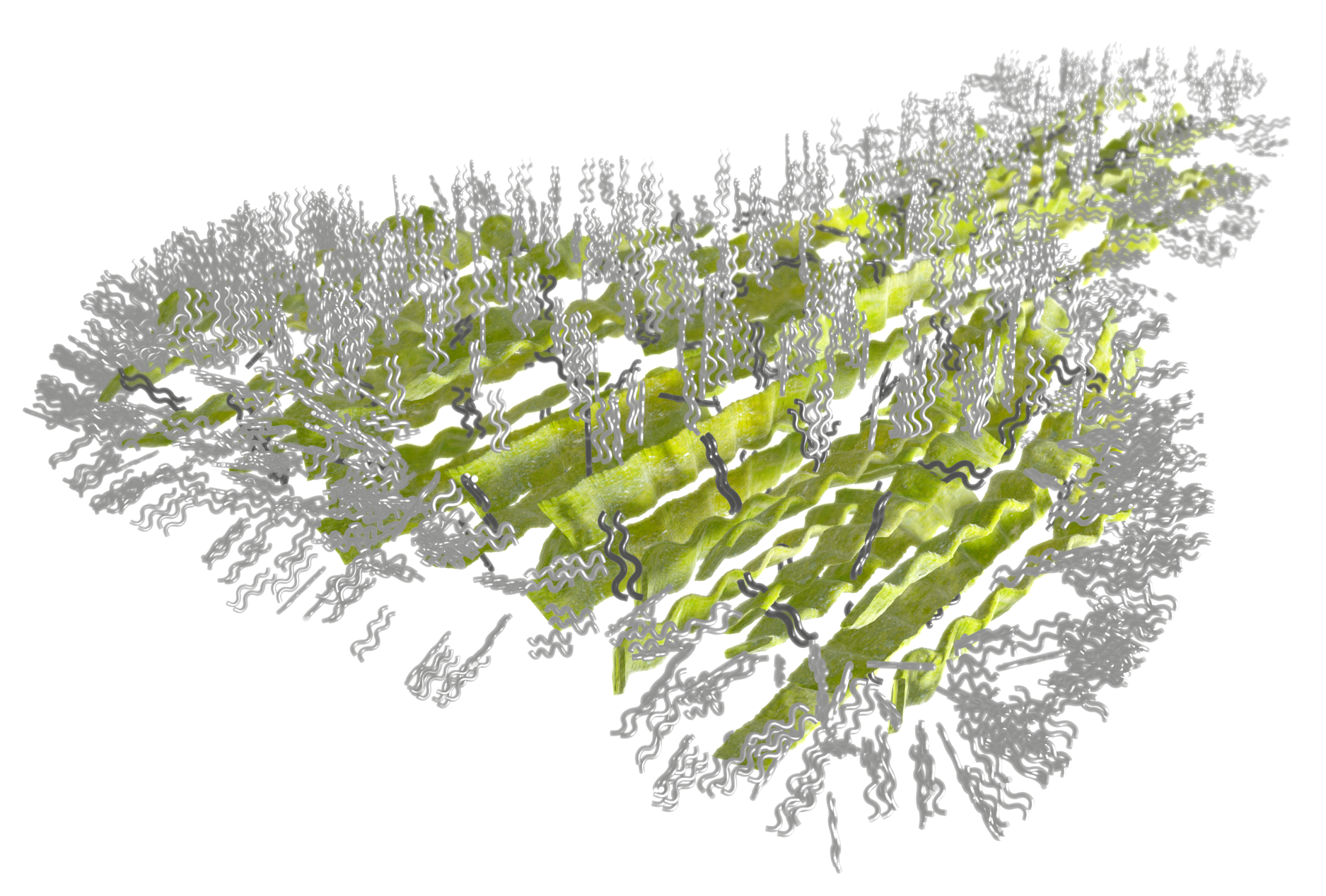Researchers analyze ultra-thin layer of lipids in gecko feet, likely to serve as their grip factor