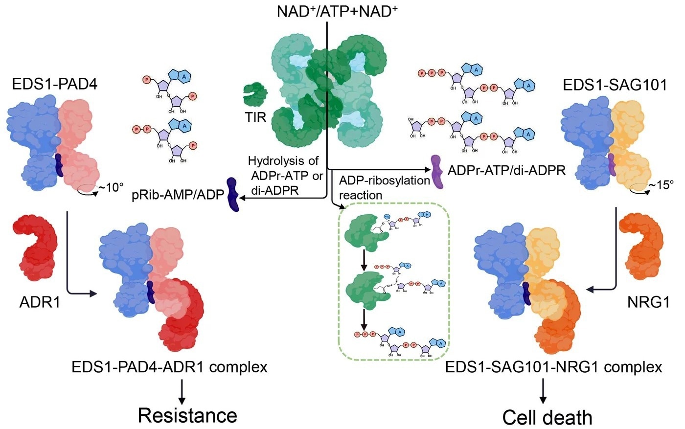 Research highlights how natural cellular molecules trigger plant immune responses