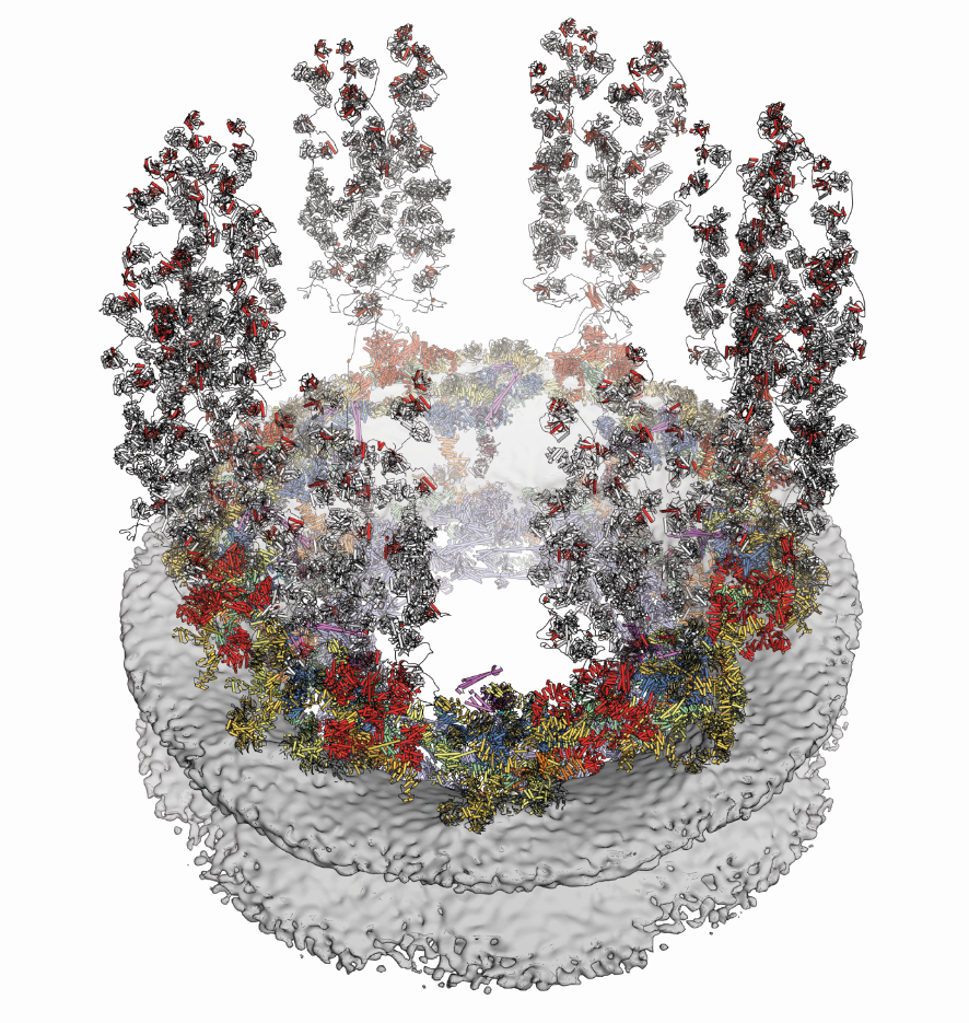 Researchers discover the atomic structure of the nuclear pore complex