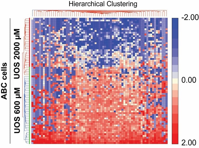 Researchers create novel human cell line to explore blinding eye disorders
