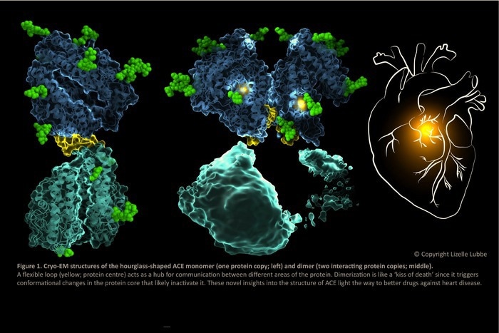 Scientists discover the first structures of angiotensin-converting enzyme using cryo-EM