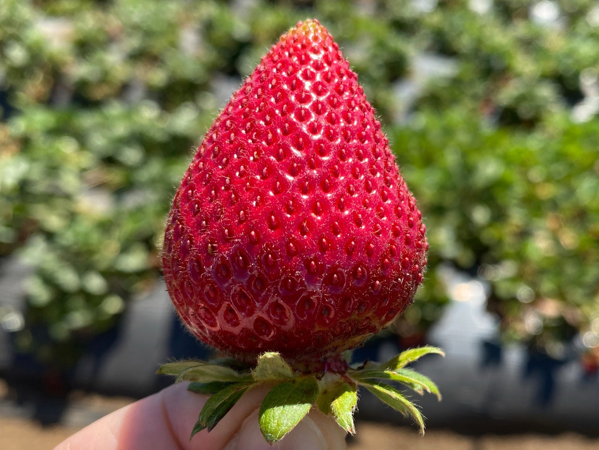 Research finds mechanism triggering flowering plants to produce fruits and seeds