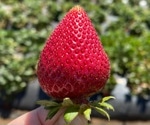 Research finds mechanism triggering flowering plants to produce fruits and seeds
