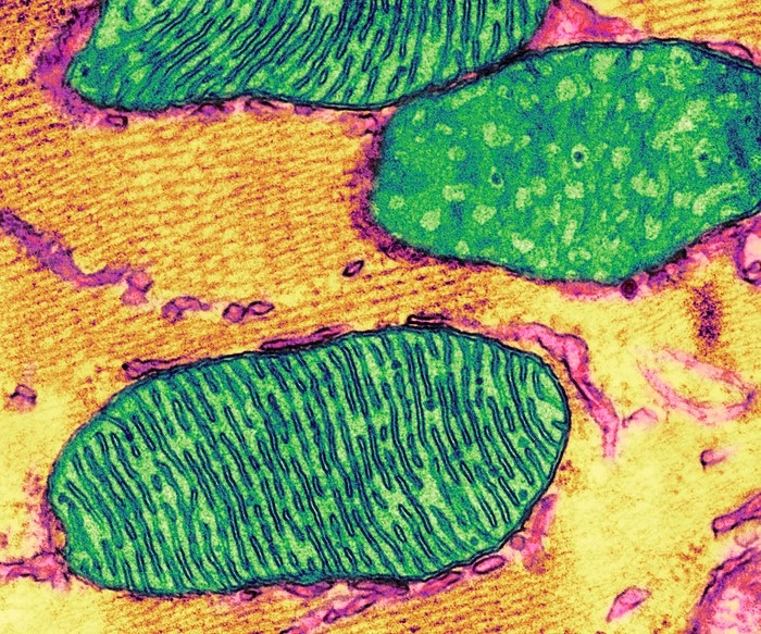 Researchers identify the molecular route that leads to autoimmune disease inflammation