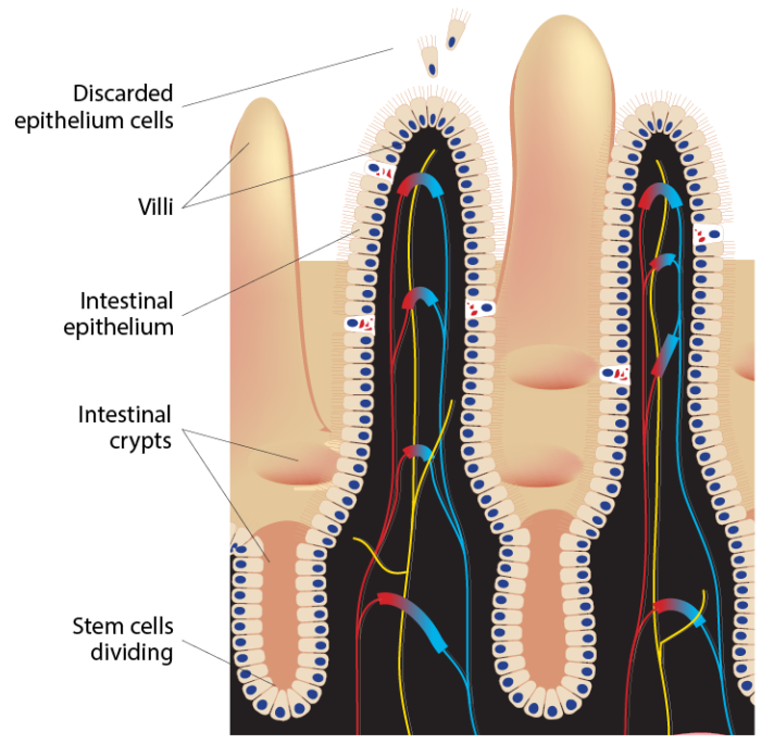 New research shows how stem cells act in the intestine