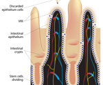 New research shows how stem cells act in the intestine