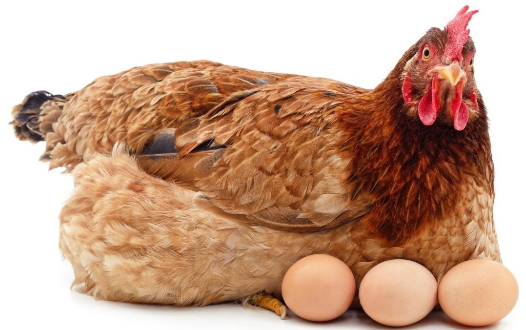 Researchers create antibodies against the SARS-CoV-2 from hen eggs
