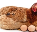 Researchers create antibodies against the SARS-CoV-2 from hen eggs