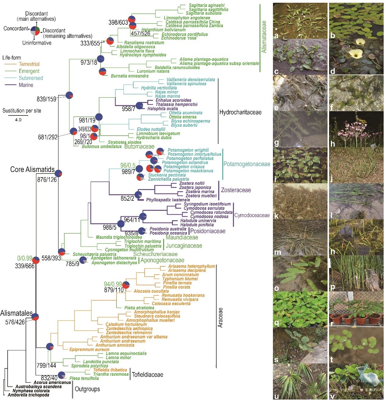 Researchers utilize Alismatales to explore plant adaptation to aquatic environments