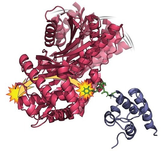 New research shows protein movements play an important role in their ability to function