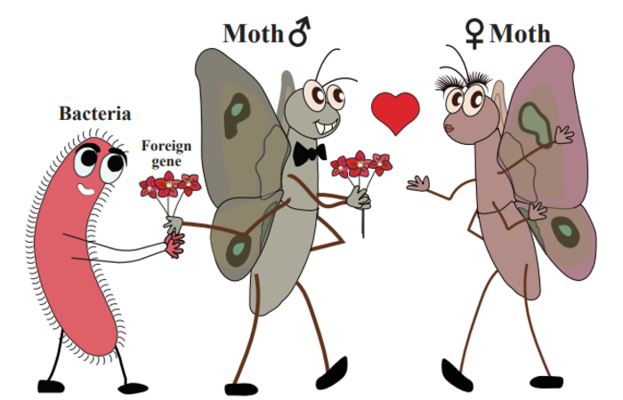 Insects retain multiple genes from microbes that help them to survive, a new study reveals