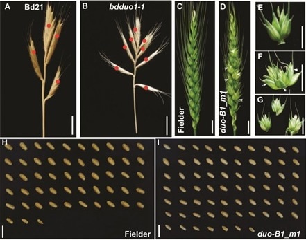 Scientists discover gene editing could potentially enhance wheat grain yield
