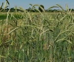 Research elucidates why cultivated rye is less resistant than wild species