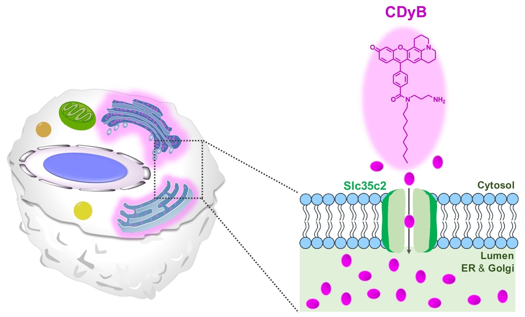 Novel molecule probe accomplishes live B cells distinction over T cells