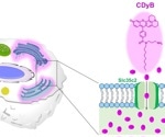 Novel molecule probe accomplishes live B cells distinction over T cells