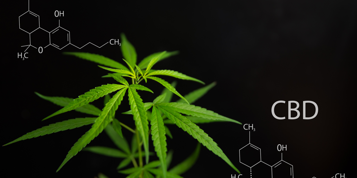 Researchers analyze how cannabis cells make cannabinoids