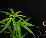 Researchers analyze how cannabis cells make cannabinoids