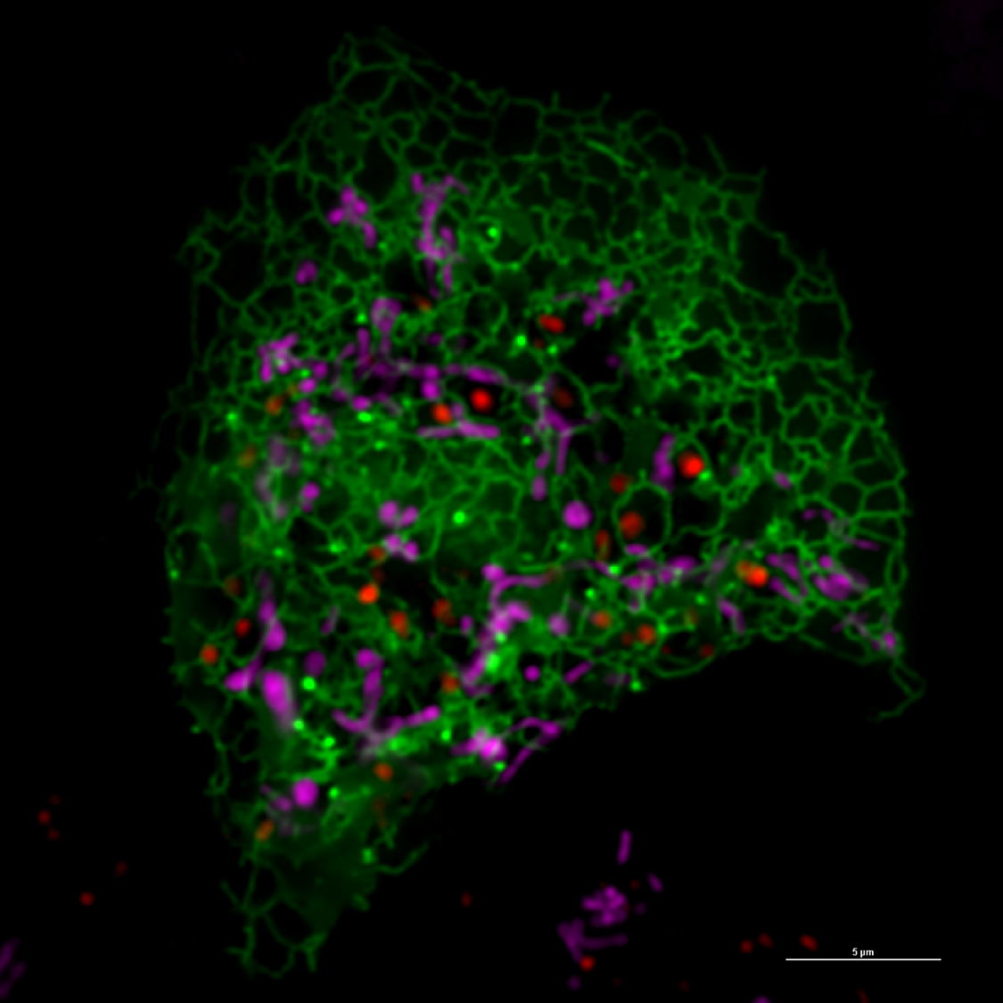Optogenetic control of mitochondria–lysosome contacts induce mitochondrial fission with spatiotemporal accuracy