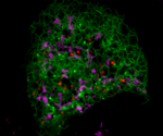 Optogenetic control of mitochondria–lysosome contacts induce mitochondrial fission with spatiotemporal accuracy