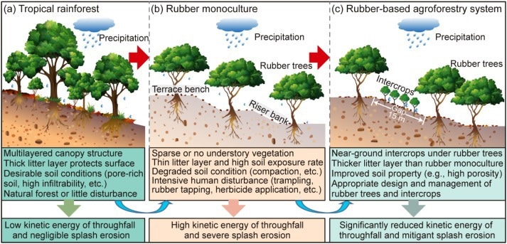 Researchers analyze splash erosion and its prospective controls for sustainable development