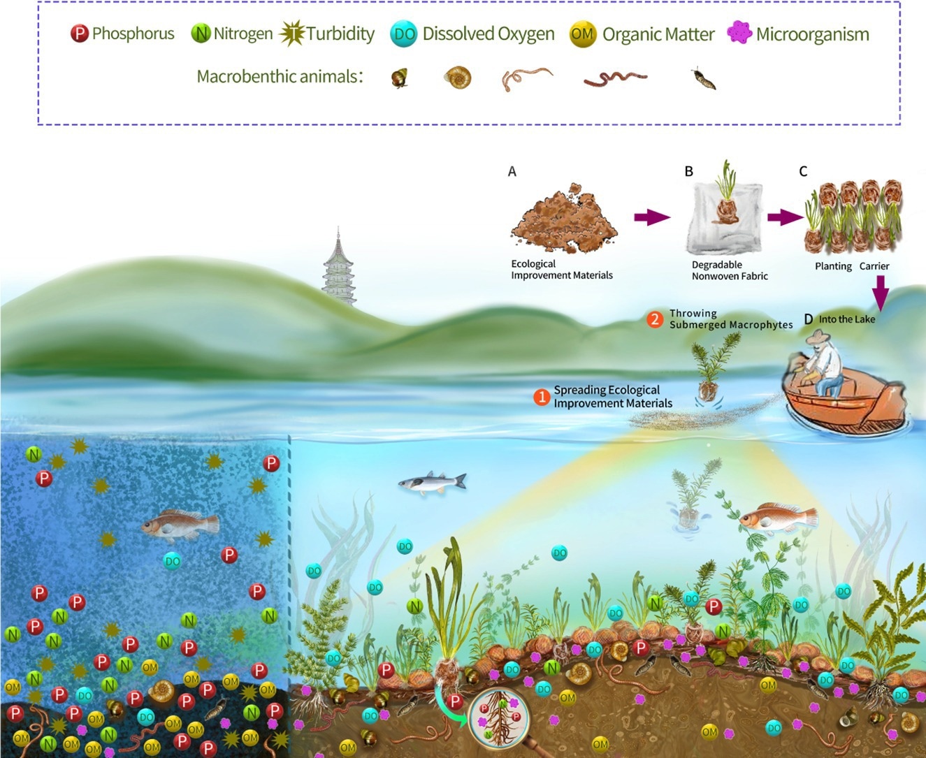 Sediment enhancement and submerged plant restoration project, progresses restoration and reconstruction of the lake ecosystem