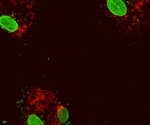 Mitochondrial DNA plays a crucial role in inflammation, study finds