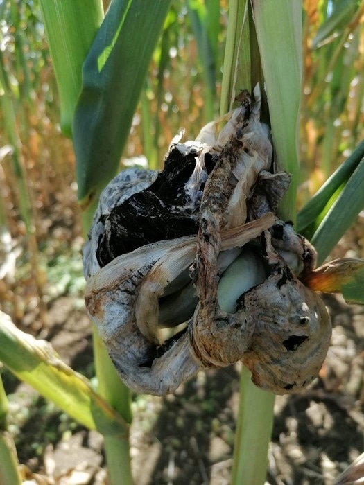 Biotrophic fungus uses host auxin signaling pathway for its own purposes