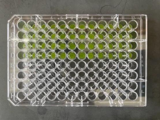 Researchers modify the root structure of plants with synthetic genes