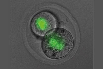 Parents transmit genetic and epigenetic information to their offspring