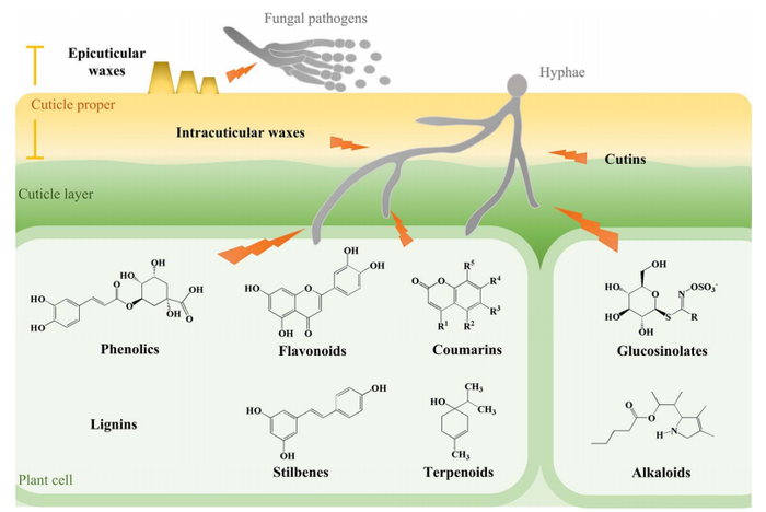 Defense mechanisms of horticulture crops against fungal infections