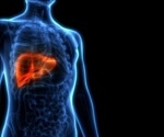 Study explains the dynamics underlying liver damage