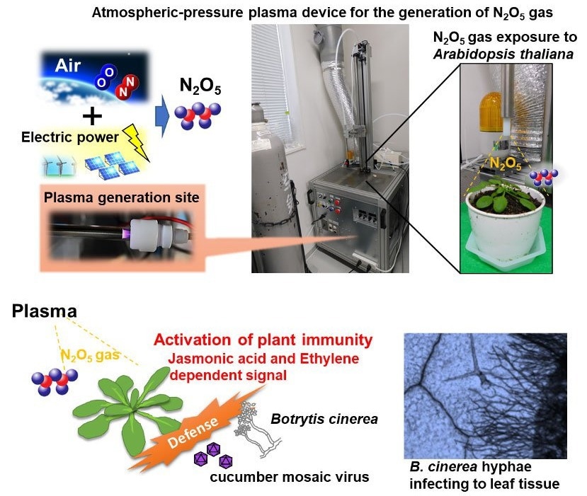Researchers create a gas that helps to develop and trigger plant immunity