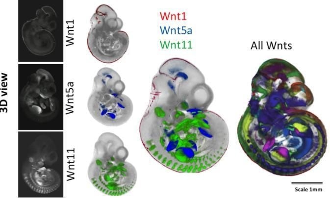 Novel method maps all gene expression patterns to a single reference embryo