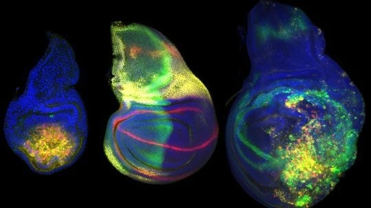 Scientists uncover the robust mechanism used by insects