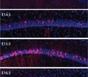 Brain cells with the same birthdate display distinct connectivity