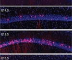Brain cells with the same birthdate display distinct connectivity