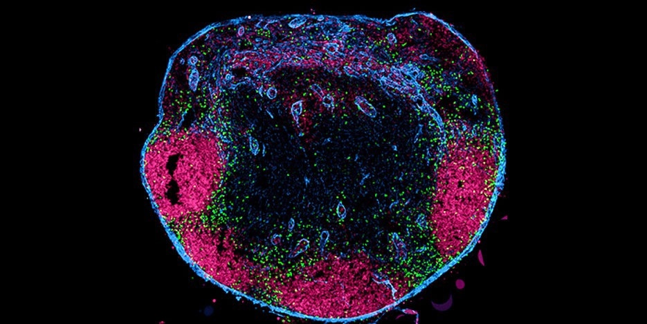 Unconventional T cells migrate and influence immune responses
