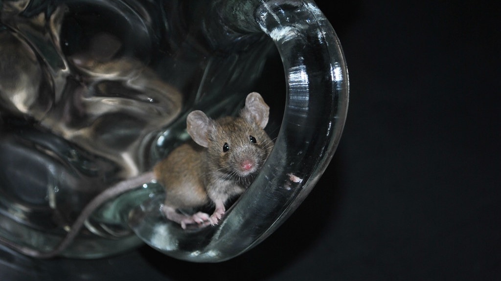 Studies on mice reveals the co-existence of gut bacteria and their hosts