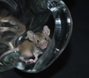 Studies on mice reveals the co-existence of gut bacteria and their hosts
