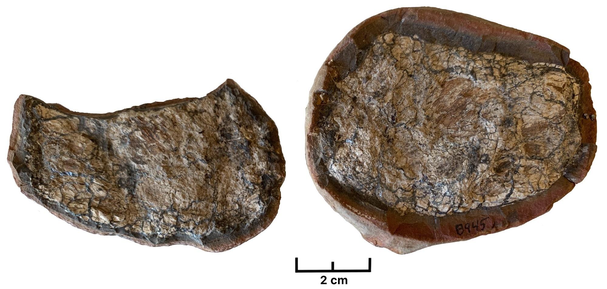 Study of 300-million-year-old feces finds meat on the menu