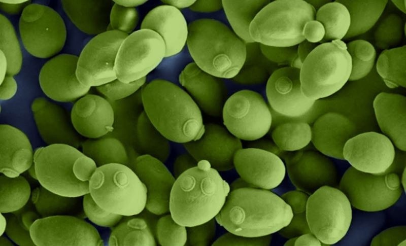 Unraveling the mysteries of cell factories, courtesy of new algorithm