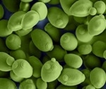 Unraveling the mysteries of cell factories, courtesy of new algorithm