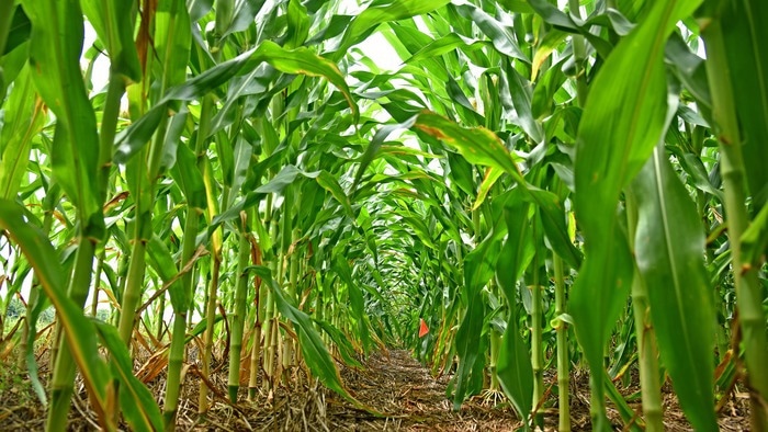 Developing a comprehensive framework to regulate GE crops