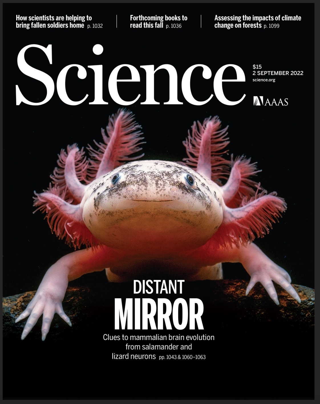 Spatial transcriptomic data highlights the features of the axolotl brain