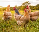 Study provides insight into how birds decide their sex