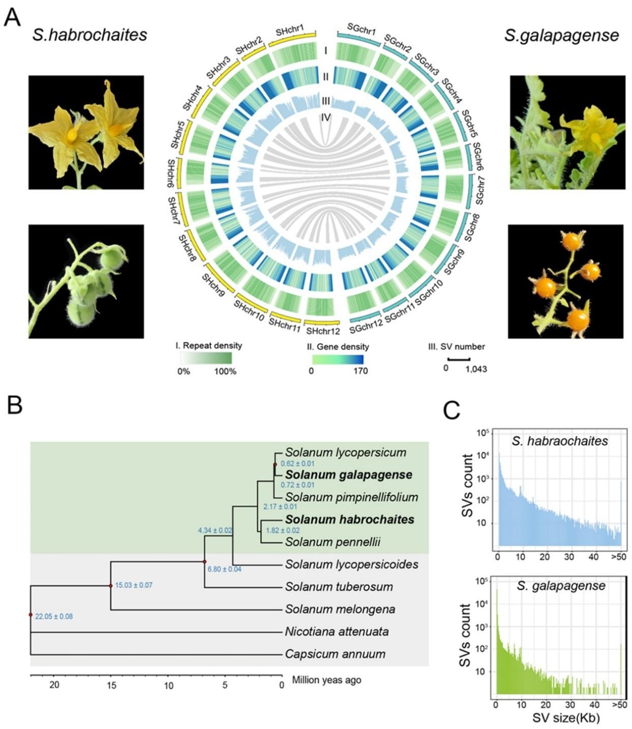 Using the genomes of wild tomato relatives to improve tomato