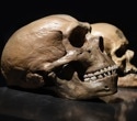 Researchers reveal key developmental difference between the brains of modern humans and Neanderthals