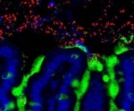 Studies highlight bacteria accelerate the leukemia development in mice through specific viruses