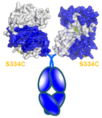 Novel therapeutic treats B. anthracis infection without antibiotics
