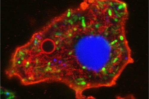 Researchers use bacteria to create artificial cells that function like living cells
